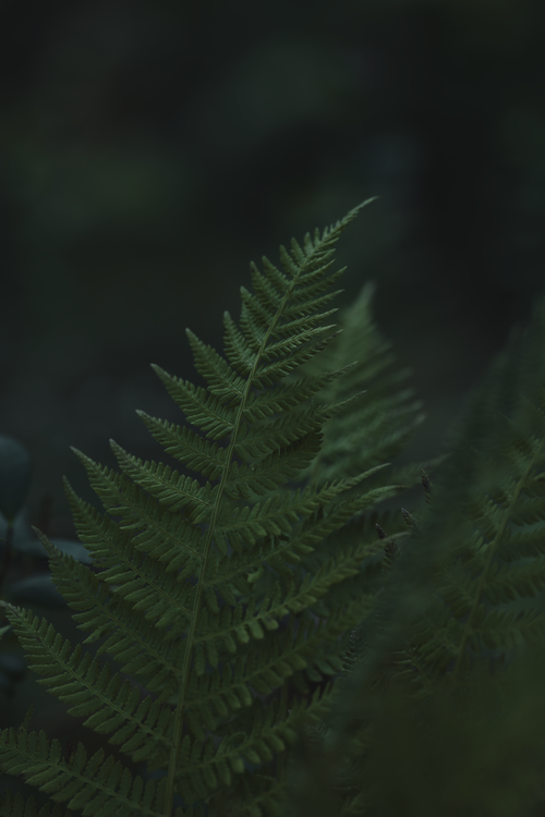 Free A detailed image capturing the natural beauty and texture of a fern leaf in dark, moody lighting. Stock Photo