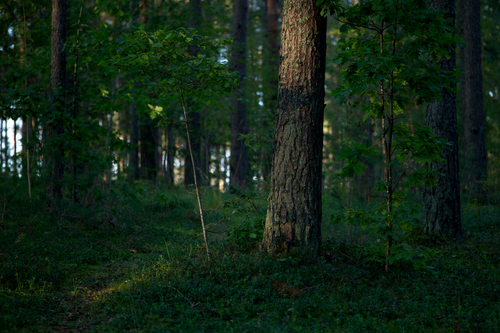 Free A tranquil forest scene capturing lush greenery and tree bark in natural light. Stock Photo