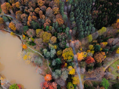 Colorful Forest with Lake in Autumn