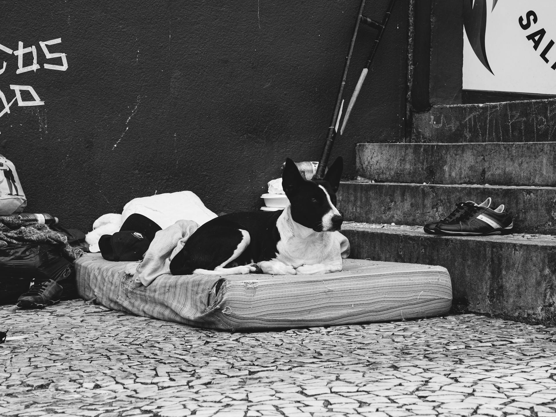 Un chien couché sur un matelas dans la rue