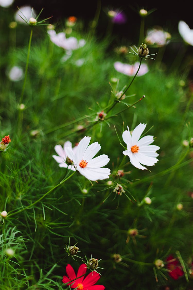 Close-up Of White Cosmos Flowers