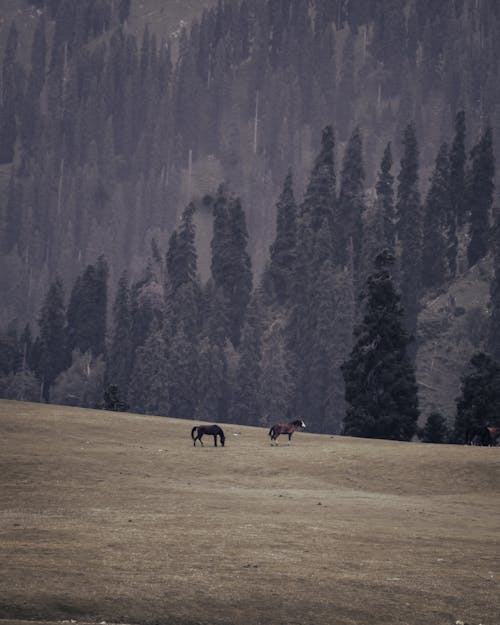Horses Grazing in the Pasture with Mountains and Forest in the Distance 