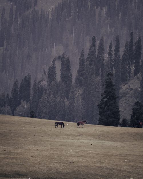 Free Serene landscape of horses grazing in the lush forests of Pahalgam, India. Stock Photo