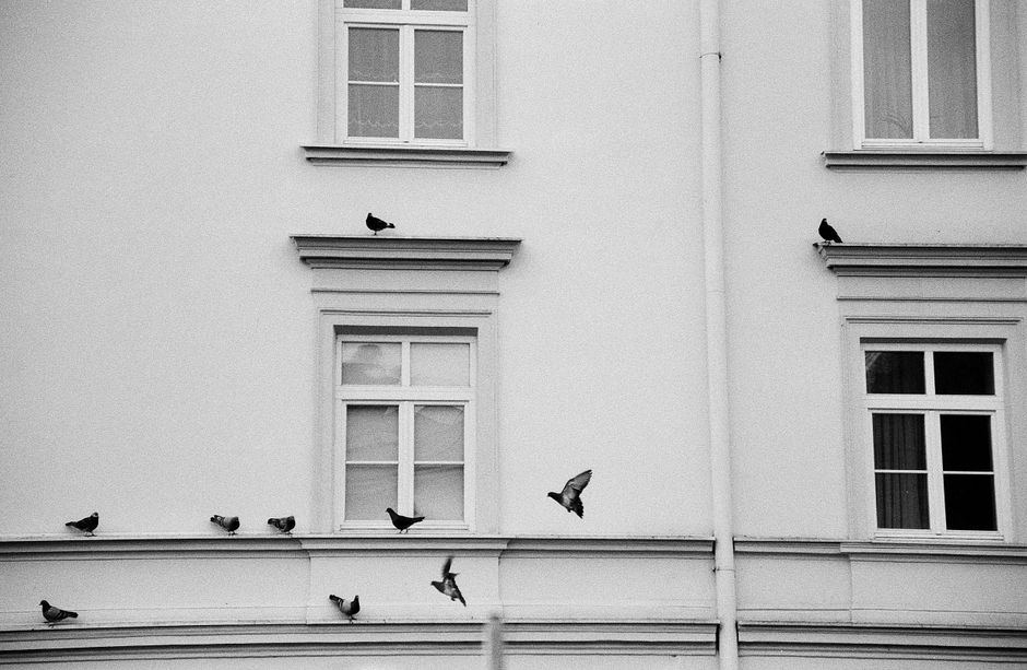 Monochrome photo of pigeons on a building facade in Lviv, Ukraine. Capturing urban avian life.