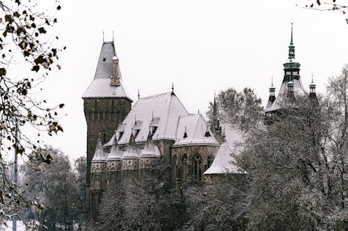 Kostnadsfri bild av budapest, grenar, kall