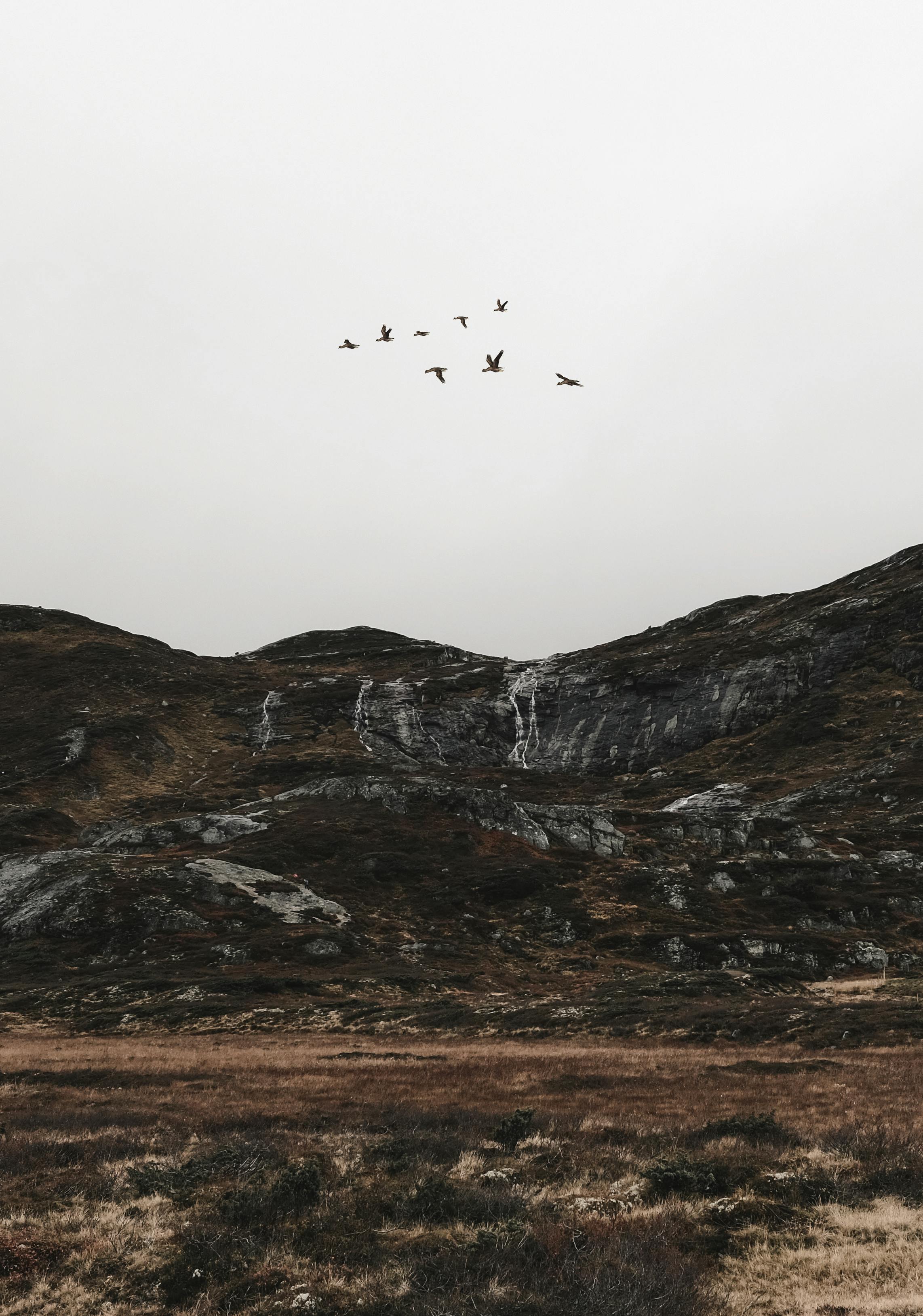 A tranquil mountain landscape with a flock of birds soaring over rocky hills and autumn foliage.