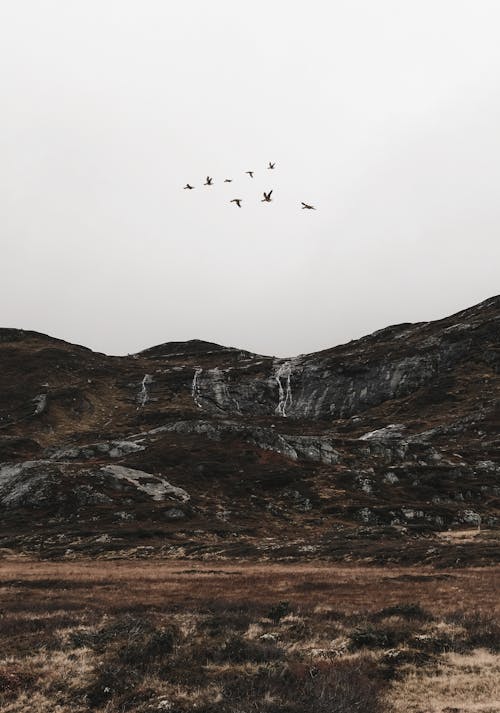 A flock of birds flying over a mountain