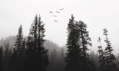 A flock of birds flying over a forest