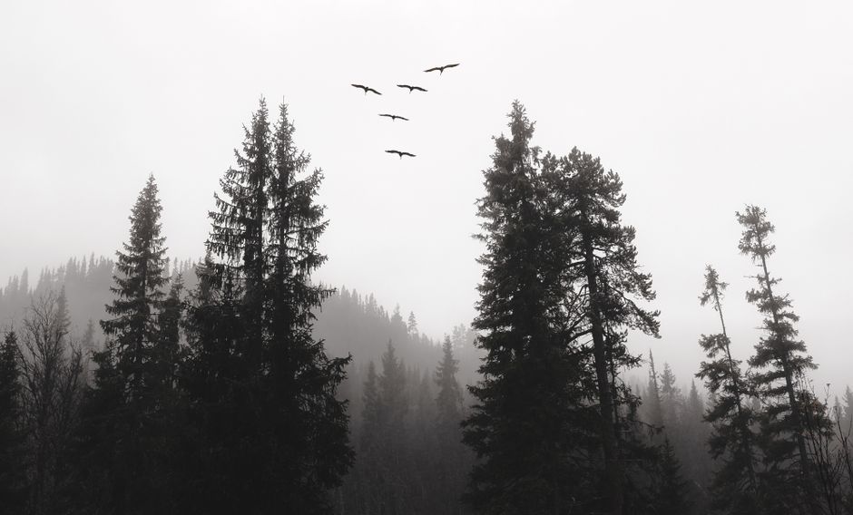 Fotomural Un paisaje forestal sereno y brumoso con altos pinos y aves volando por encima.