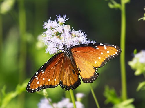 Orange Butterfly on Flower