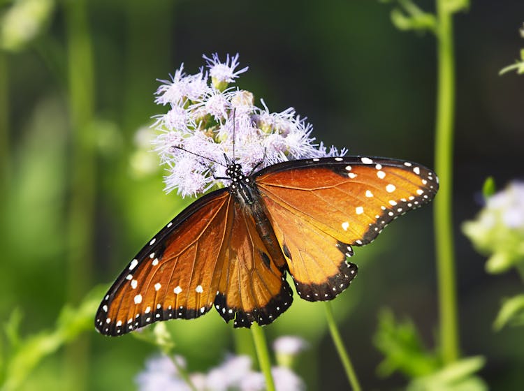 Orange Butterfly On Flower