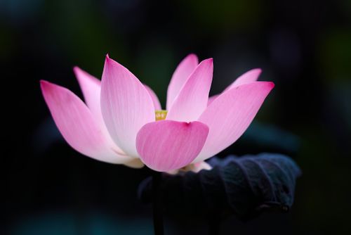 Free Elegant pink lotus flower captured in Singapore garden, showcasing natural beauty and delicate petals. Stock Photo