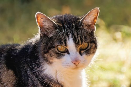 Free A detailed image of a tabby cat with intense gaze, perfect for animal photography. Stock Photo
