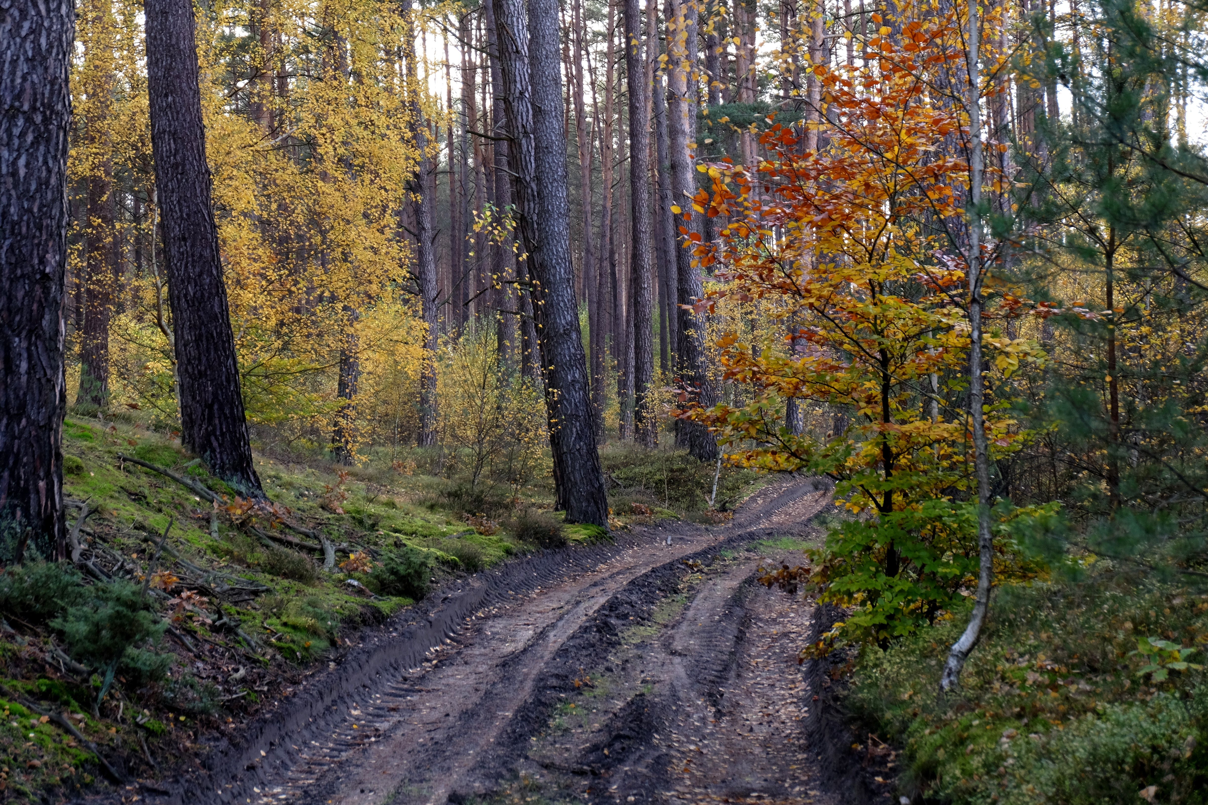 A dirt road in the woods with autumn leaves