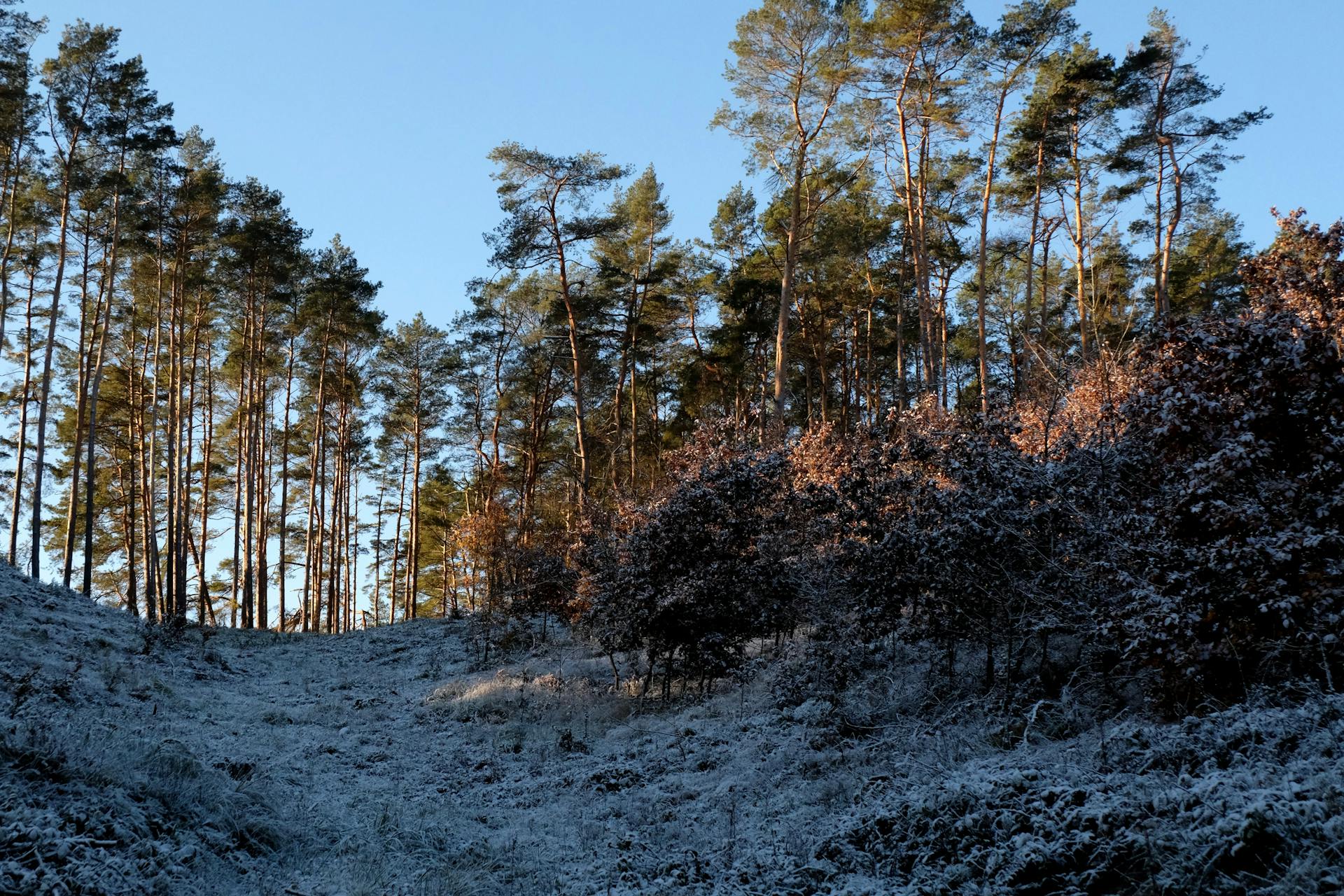 Spruce Trees and a Hill Covered in Snow