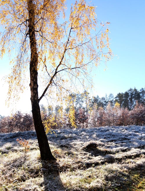 Gratis lagerfoto af beklædning, Birk, birketræer