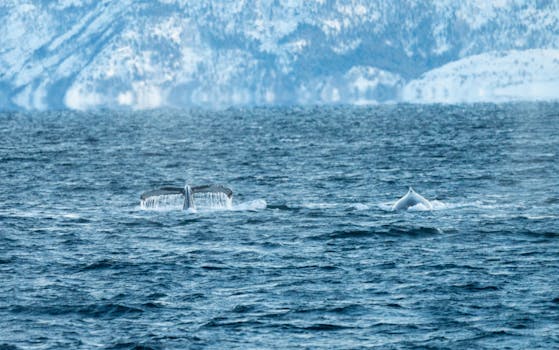 whale watching norway