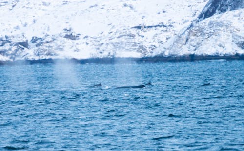 Whales in Skjervøy