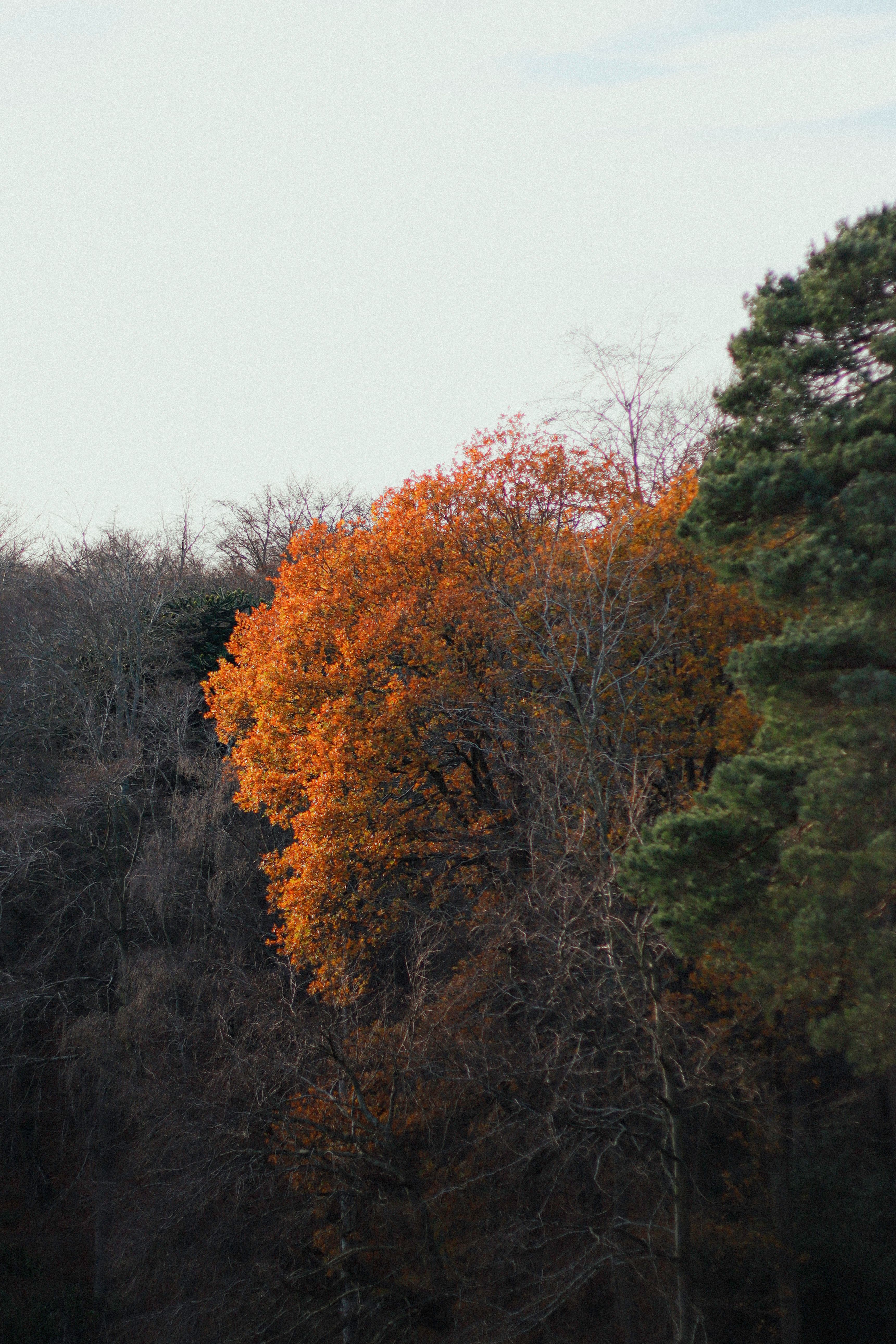 Golden Tree in a Forest · Free Stock Photo