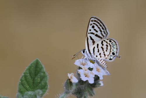 Foto profissional grátis de flores, foco seletivo, fotografia animal