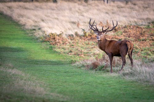 Deer on a Field 