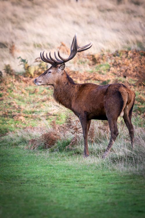 Buck in Nature