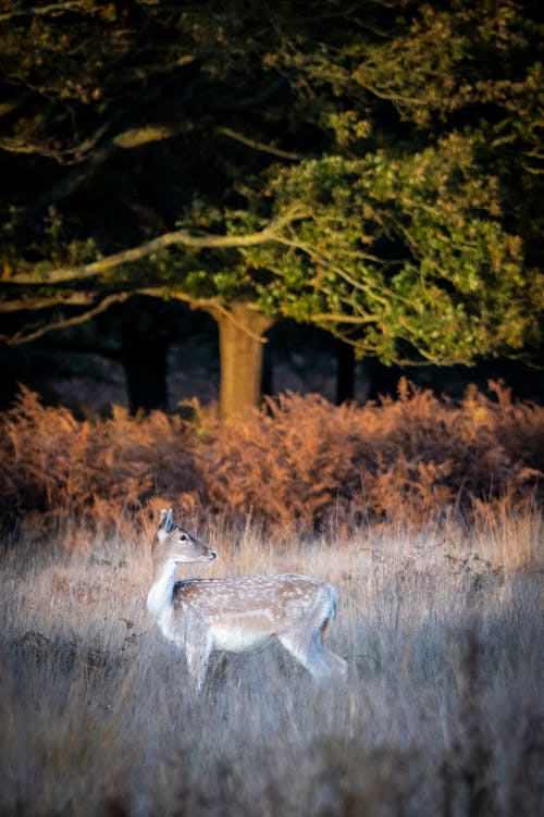 Deer in Nature