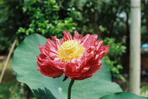 Gratis arkivbilde med anlegg, blomst, dverg lotus