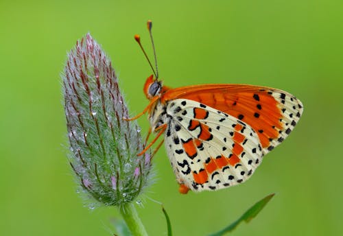 Butterfly in Nature