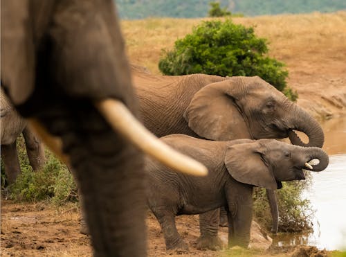 Elephants Drinking from a Pond