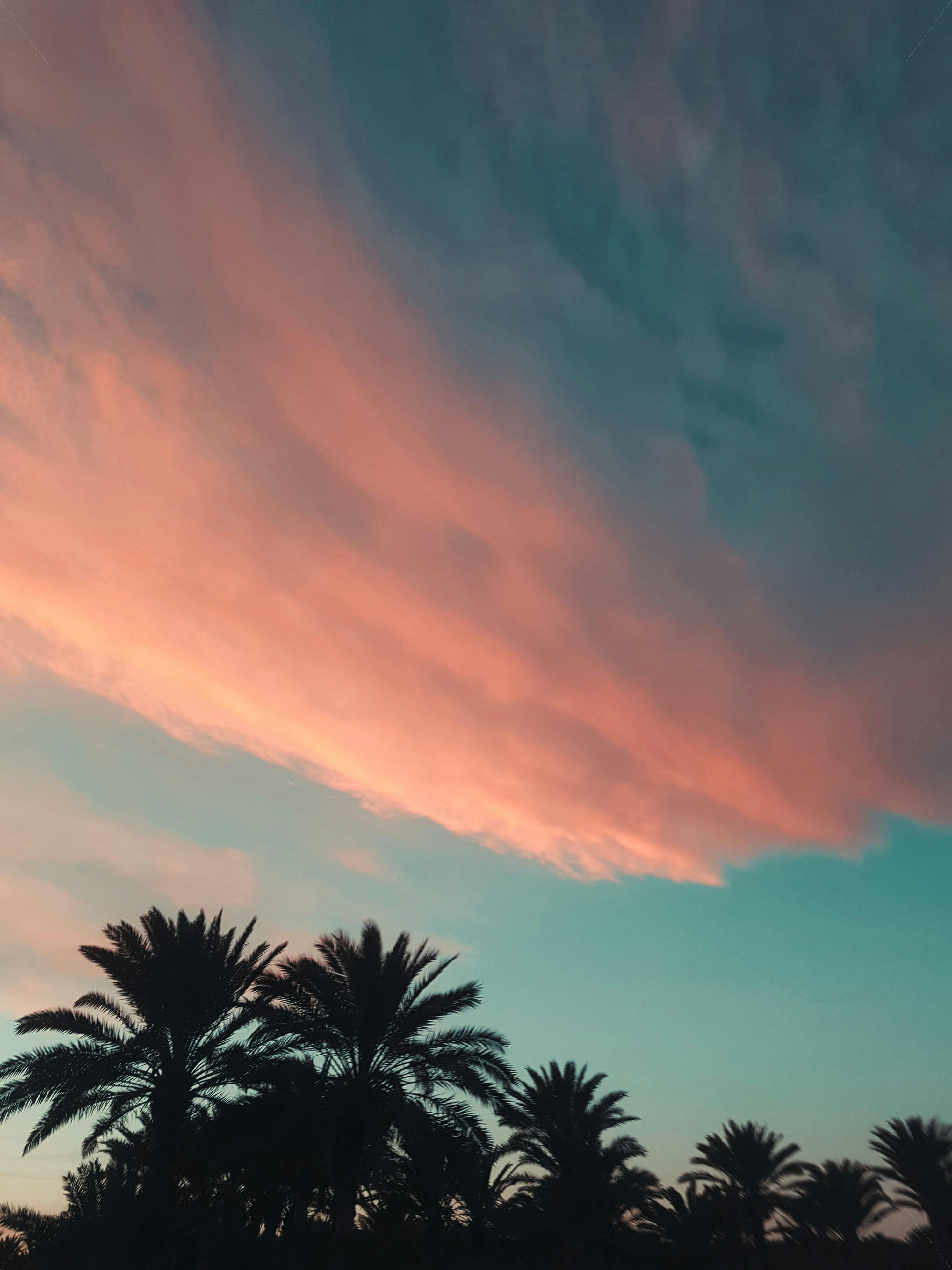 Free stock photo of palm trees, sunrise