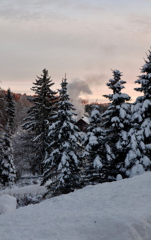 Ilmainen kuvapankkikuva tunnisteilla flunssa, ikivihreä, lumi