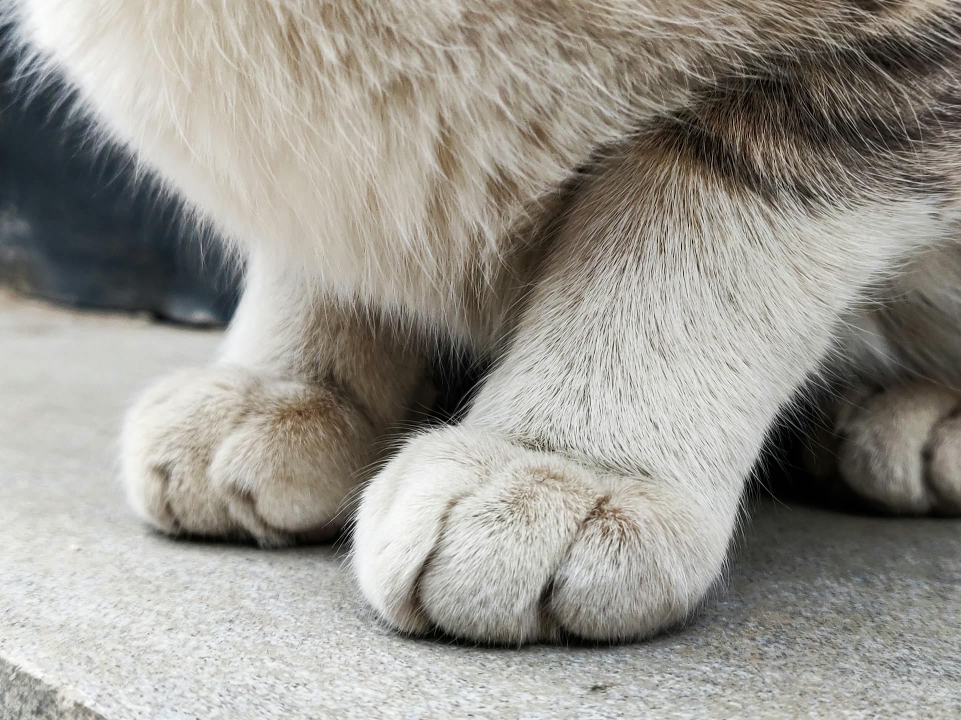 Animal's Paw