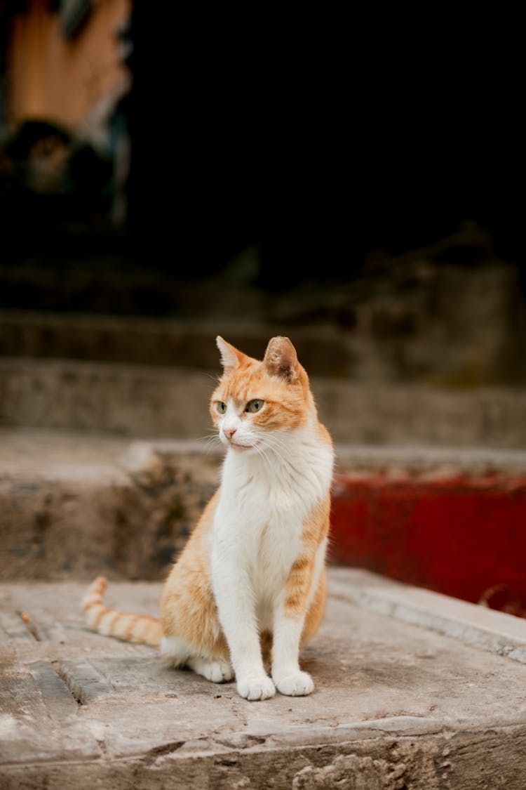 White And Brown Cat Sitting Outdoors