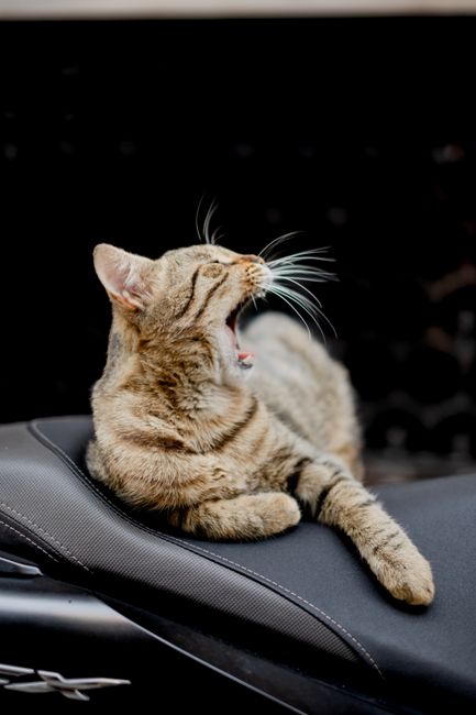 A tabby cat yawning while lying on a seat in Istanbul, Türkiye