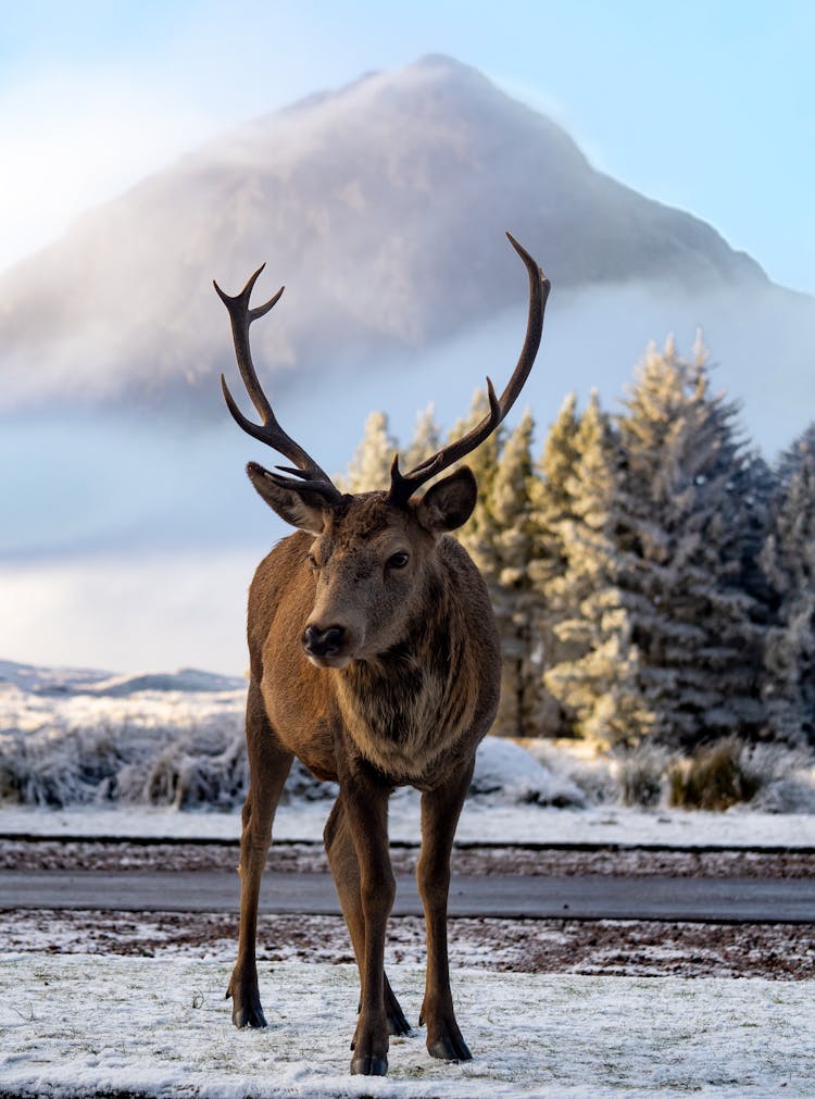 Reindeer In Nature