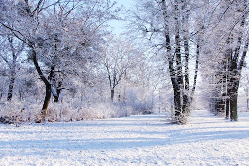 Fotobanka s bezplatnými fotkami na tému biela, chladný, park