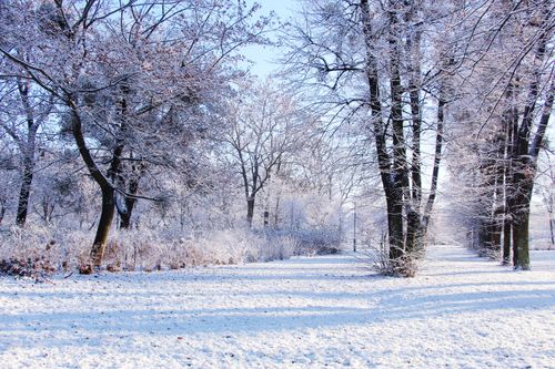 Free A serene winter landscape with snow-covered trees in a tranquil park setting. Stock Photo
