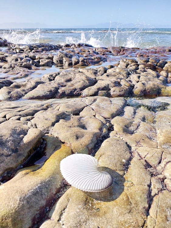 A lone seashell as waves break on the rocks