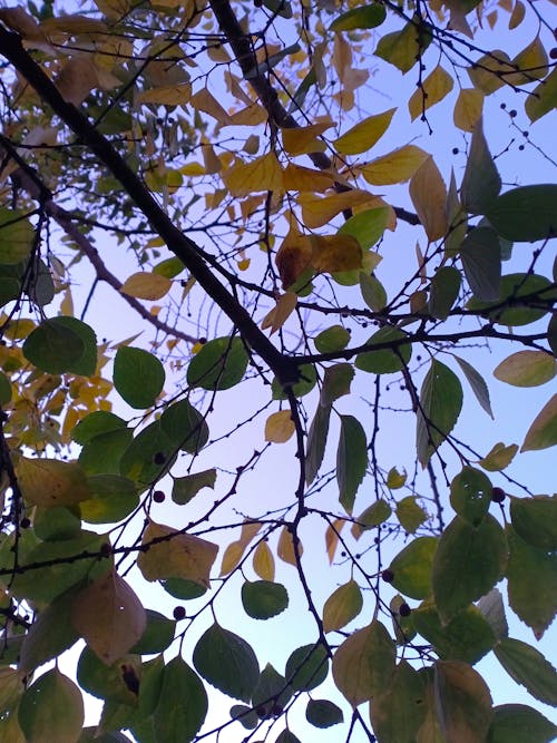 Kostnadsfri bild av blå himmel, gröna löv, gula löv