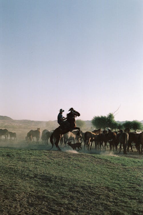 Kostnadsfri bild av backar upp, boskap, cowboy