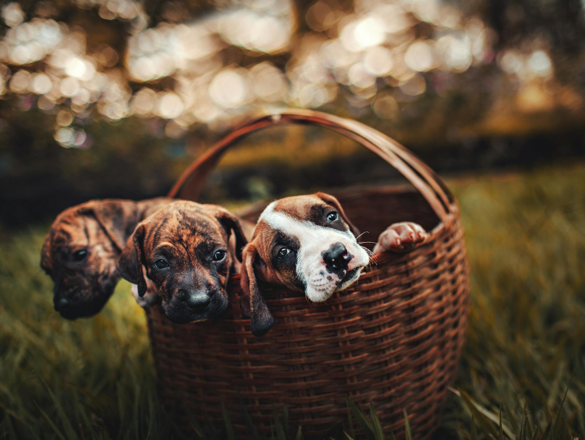 Photo sélective de trois chiots Brindle à l'intérieur d'un panier tissé brun