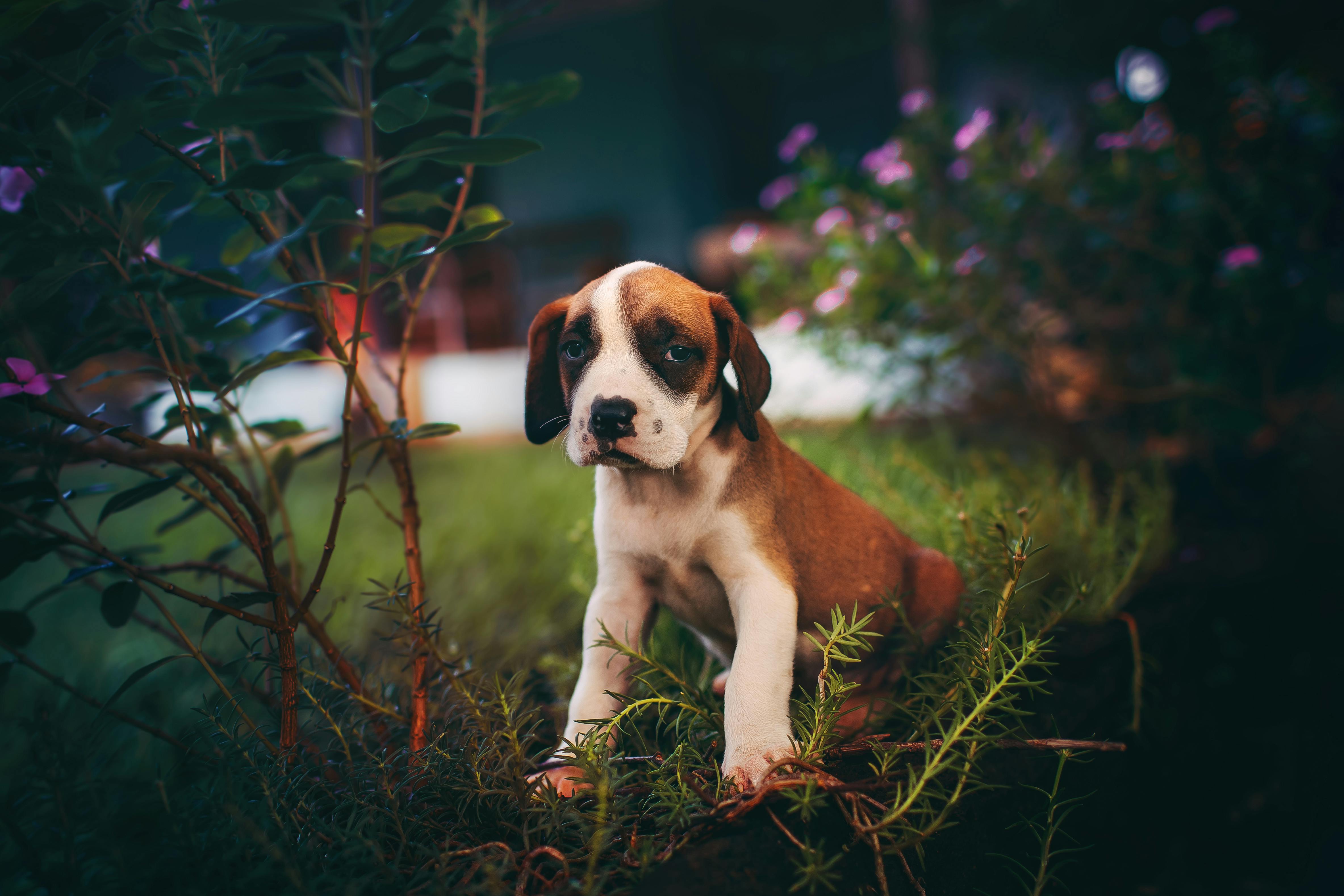 Short-coated Brown and White Puppy