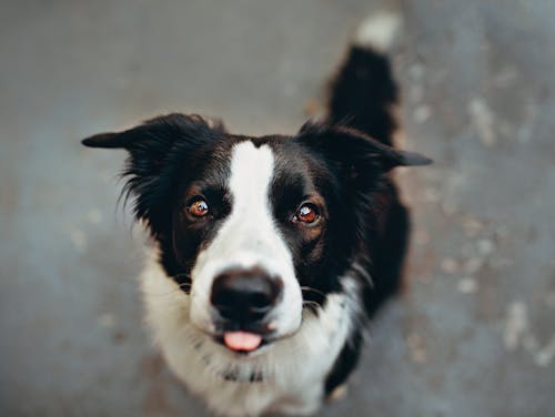 Free Short-coated Black and White Dog on Ground Stock Photo