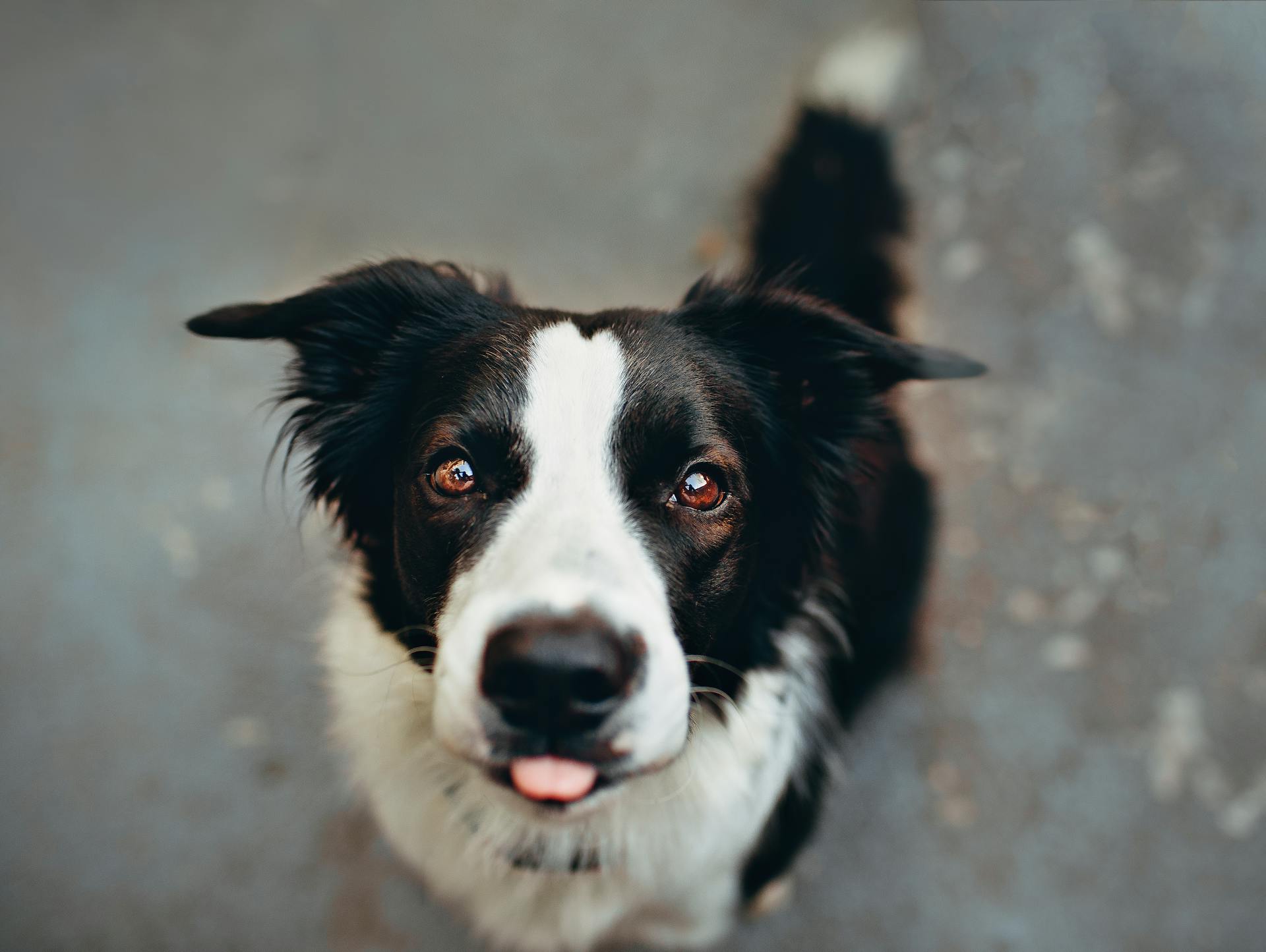 Korthårig svartvit hund på marken