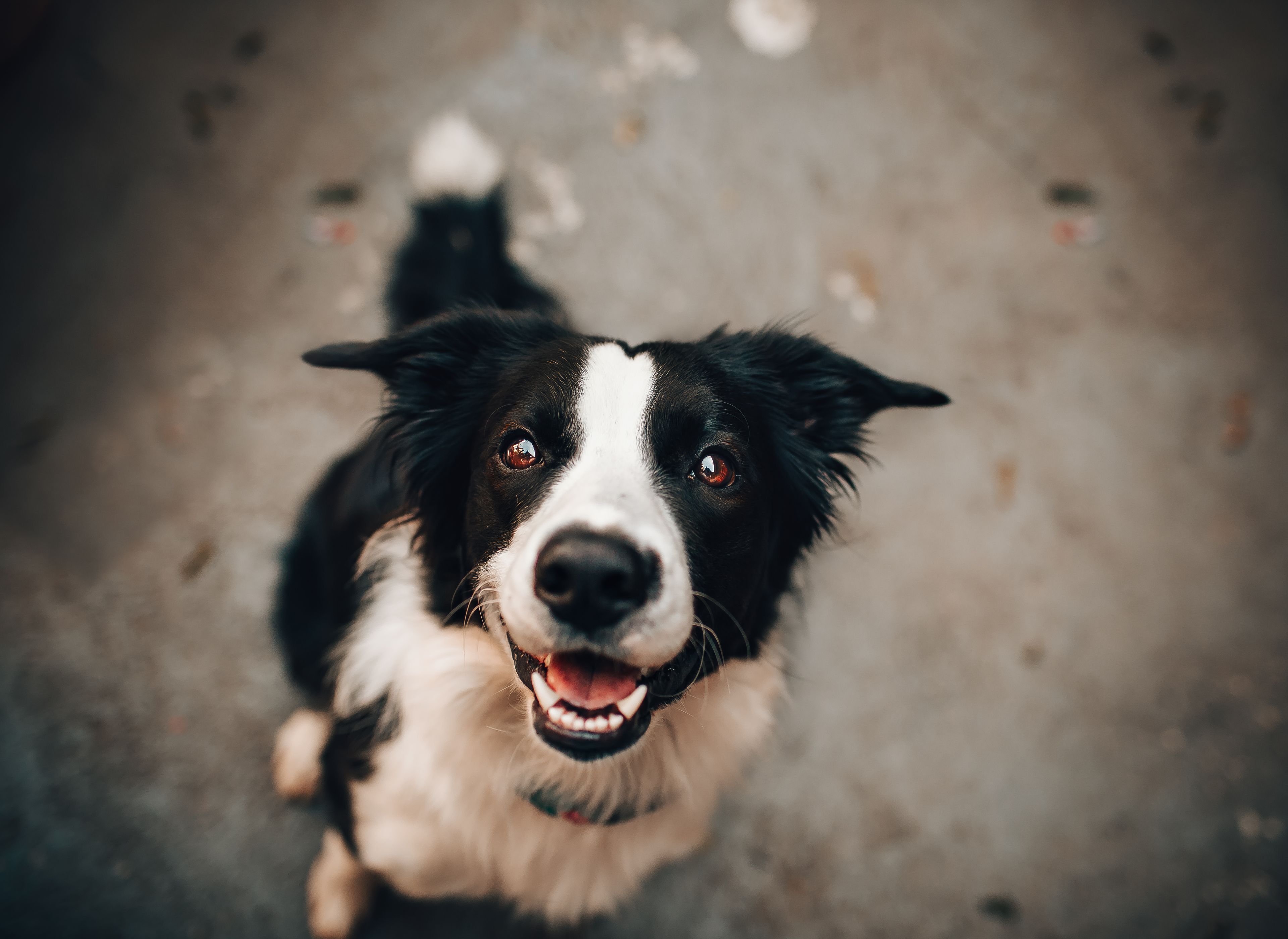 A happy dog mid-play