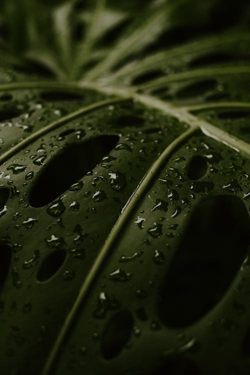 Raindrops on Green Leaf