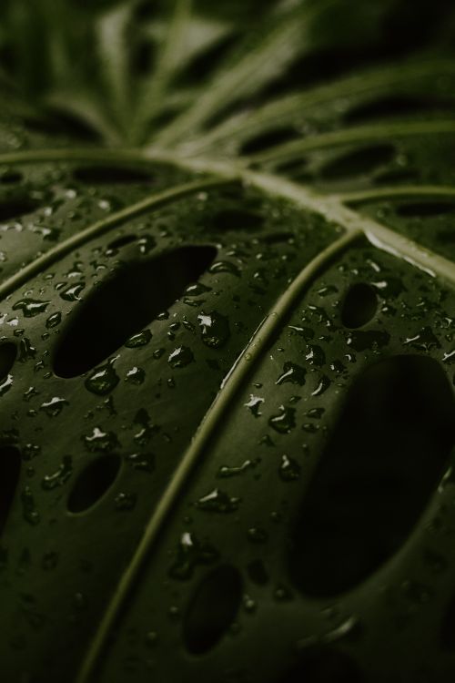 Free Detailed close-up of a wet Monstera leaf with raindrops. Perfect for nature and freshness concepts. Stock Photo