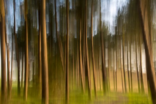 Blurred trees creating an abstract forest pattern with a sense of motion.