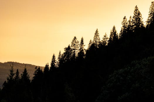 Image by Jędrzej Koralewski